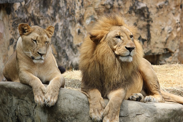 ライオンの雄と雌